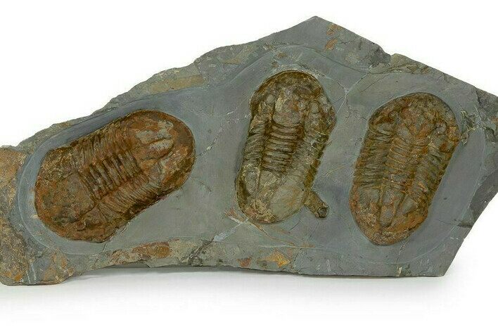 Plate Of Giant Asaphid (Platypeltoides) Trilobites - Morocco #240211